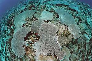deep Acropora plate corals