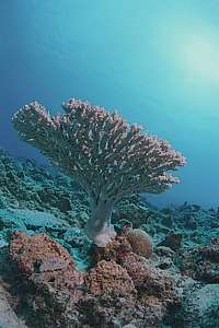 an Acropora plate coral