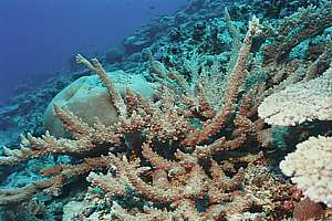 acropora corals in many shapes