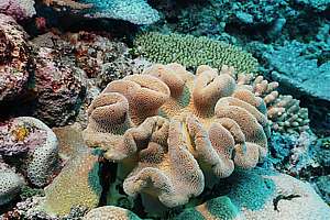 corals with long polyps and some flexibility
