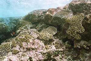 some corals in Avatele Harbour