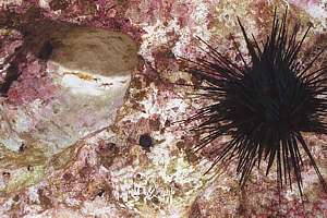 black urchin has left its burrow