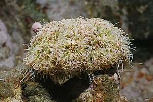 a strange urchin Toxopneustes pileolus