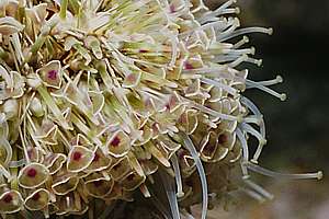 detail of tubefeet and pedicellaria