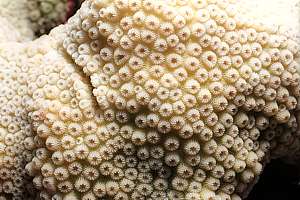 a coral with fine polyps
