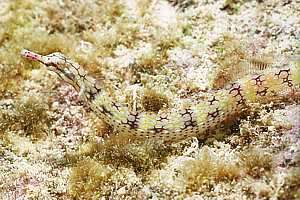 network pipefish (Corythoichthys flavofasciatus)