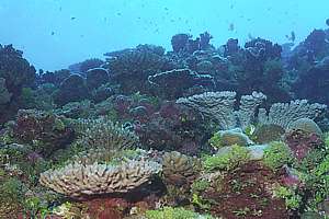 coral wonderland for divers