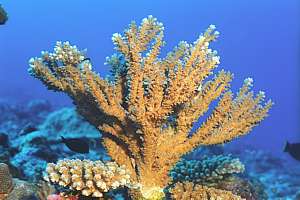 bushy Acropora coral grows fast