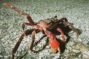 nocturnal land crab Discoplax longipes