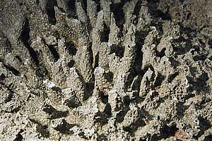 fossil corals excavated by rain drops