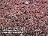 brown coral polyps half extended