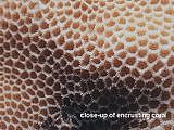 close-up of encrusting coral Porites