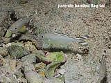 juvenile banded flag-tail Kuhlia taeniura