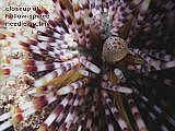 closeup of hollow-spined needle urchin