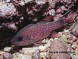 purple soldier fish