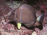 sugeonfish Acanthurus guttatus