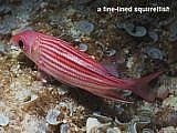 fine-lined squirrelfish. Sargocentron microstoma