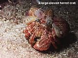 large-clawed hermit crab Dardanus gemmatus