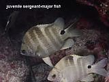 juvenile sergeant-major fish  Abudefduf sordidus