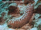 large armoured sea cucumber
