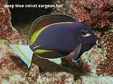 deep blue velvet surgeon fish. Acanthurus nigricans