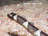 closeup of sea snake