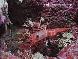red cleaning shrimp
