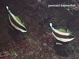 pennant bannerfish. Heniochus chrysostomus