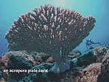 an acropora plate coral