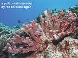 pink coral is invaded by red coralline algae  Stylophora