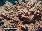 remarkable structure of an unknown coral