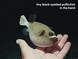black spotted pufferfish. Arothron nigropunctatus