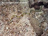 the harmonica sea cucumber Opheodesoma australiensis
