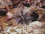 white spined needle urchin
