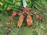 coconut crabs are varied in their colours Birgus latro
