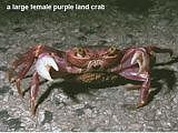 purple land crab Geograpsus grayi