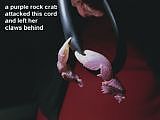 a purple rock crab claws