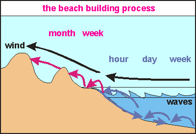 The dune/beach building process