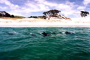 Dolphins off Pakiri Beach