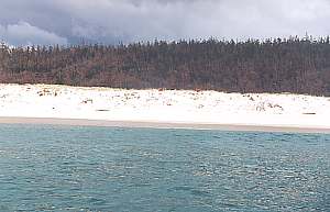 A pine forest causing beach erosion