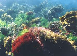 Shallow seaweeds