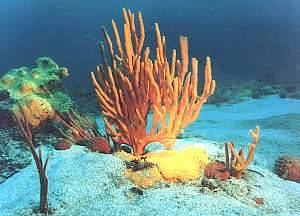 Various sponges in deep water