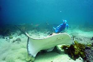 longtailed stingray and snorkeldiver