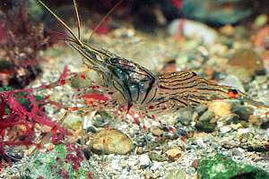 transparent shrimp