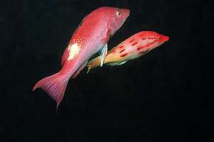 mating red pigfish