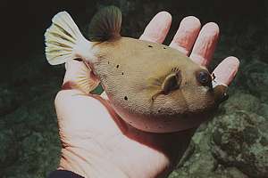 black-spotted puffer in hand