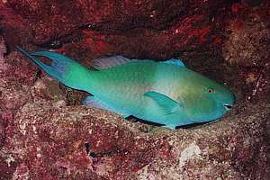 a large sleeping parrotfish