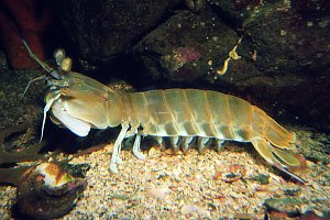 f006130: mantis shrimp