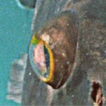 f031709: eye of grouper
