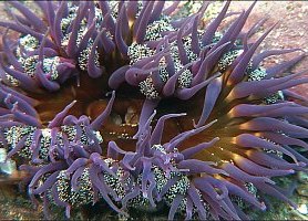 f003718: A large sand dahlia anemone